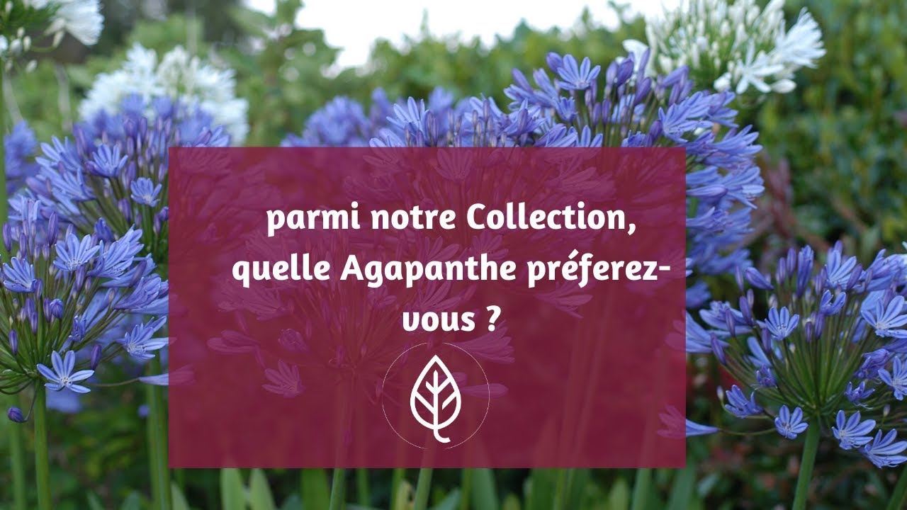 Collection Agapanthes Roué Pépinières