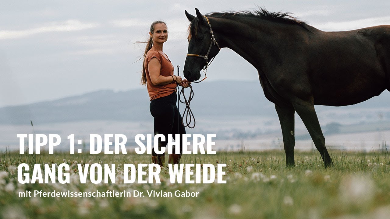 TIPP 1 🐴 Der sichere Gang mit deinem Pferd von der Weide 👉 mit Pferdeexpertin Dr. Vivian Gabor