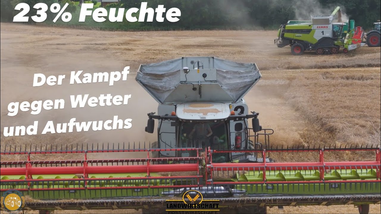 Dreschen bei 23% Feuchte! Lager Gerste der Kampf gegen Wetter und Aufwuchs 2 M&auml;hdrescher 8900