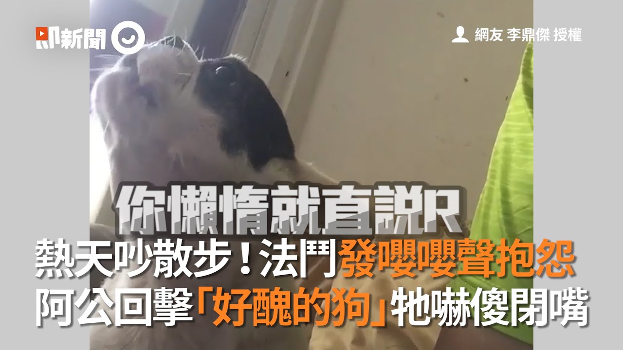 法鬥大熱天吵著散步！被拒絕後狂抱怨 阿公一句話讓牠嚇傻閉狗嘴｜法國鬥牛犬｜寵物