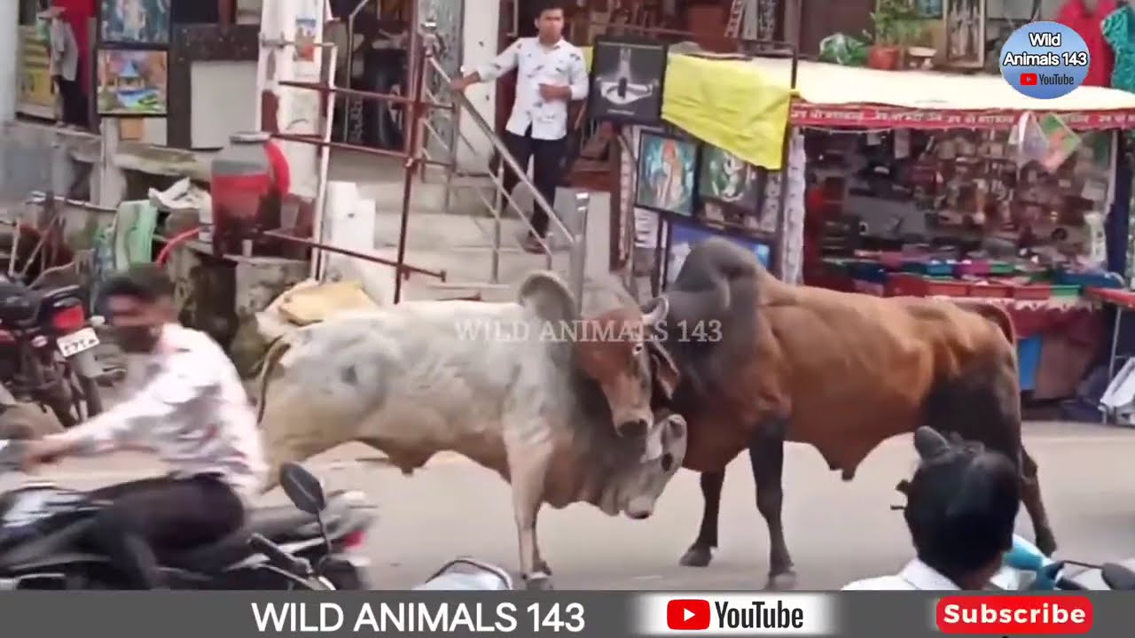 सांड की लड़ाई में हुआ कांड🙄Bull fight | sand ki ladai | Saand ki ladai | bull fight on road.