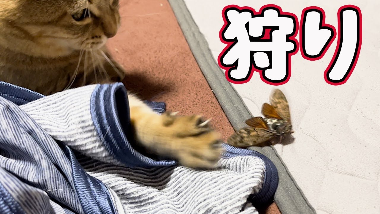 【狩り】あぁ…野生の血が…【野良猫】