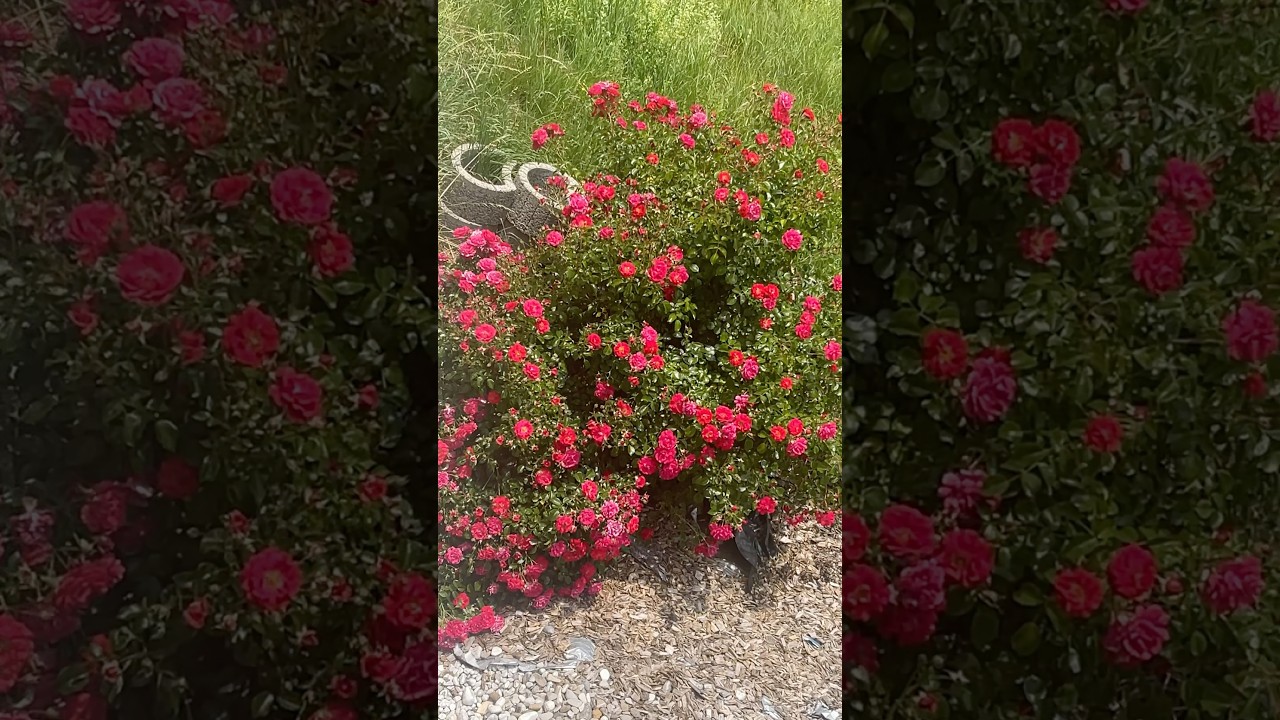 Roses in our garden 🌹#induarts #rose #swissgarden #ourgarden #rose #paneerrose #roja #pookkal