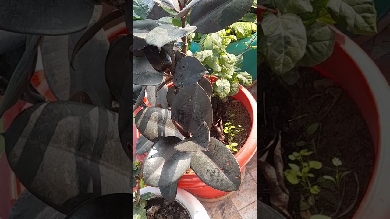 From my ⚘️🌻💐balcony 🙏please like 🌷शेयर nd🌼 subscribe 🌹