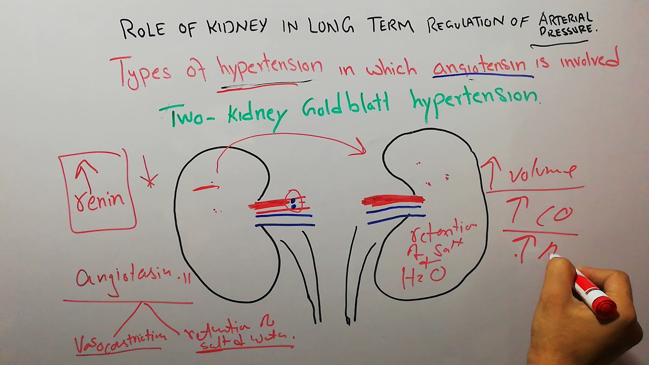 CVS physiology 154.Two kidney goldblatt hypertension, types of hypertension due to angiotensin