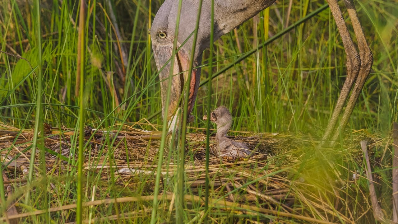 Shoebill Chick Being Fed By Its Mother | Mabamba UGANDA