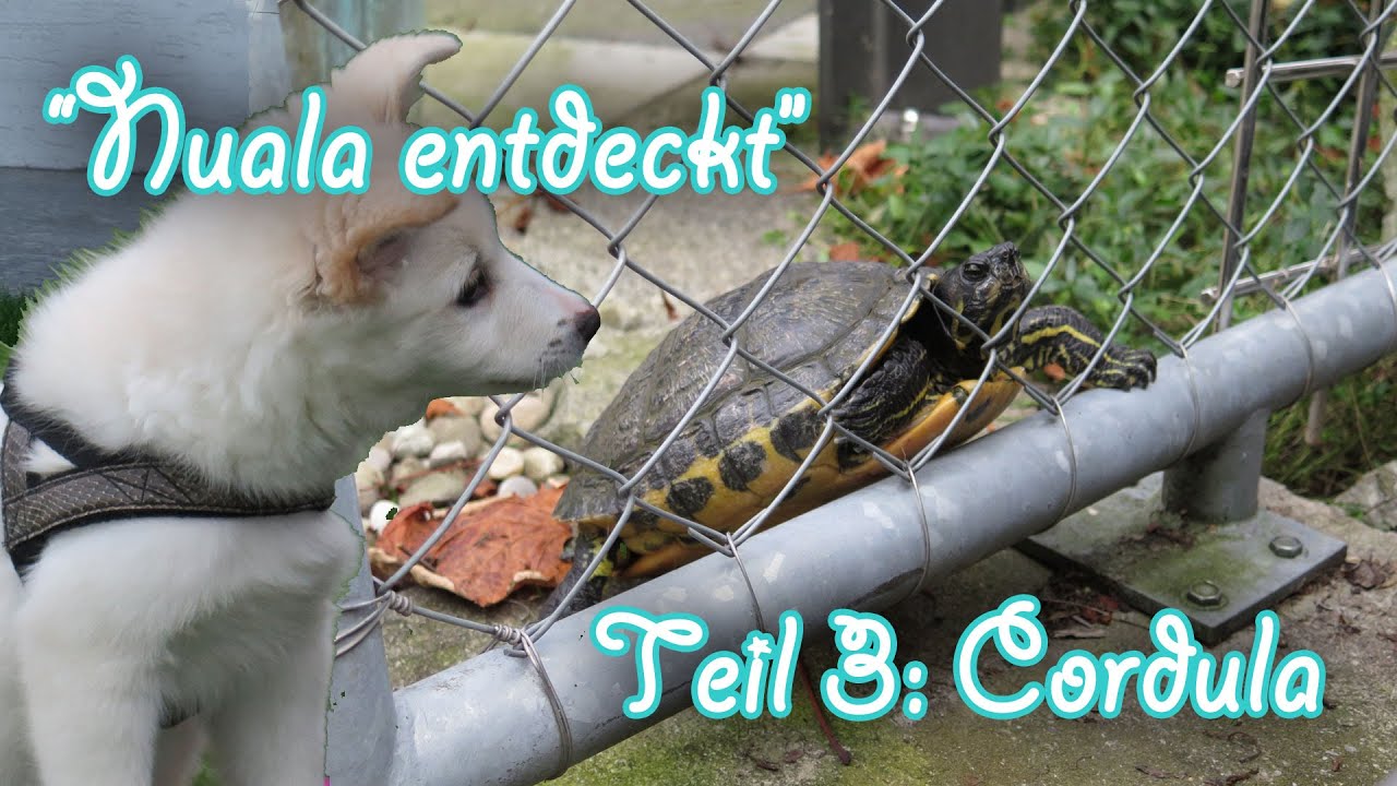 Nuala entdeckt - Teil 3: Schildkröte Cordula (Icelandic Sheepdog Puppy meets turtle) - Amira's Blog