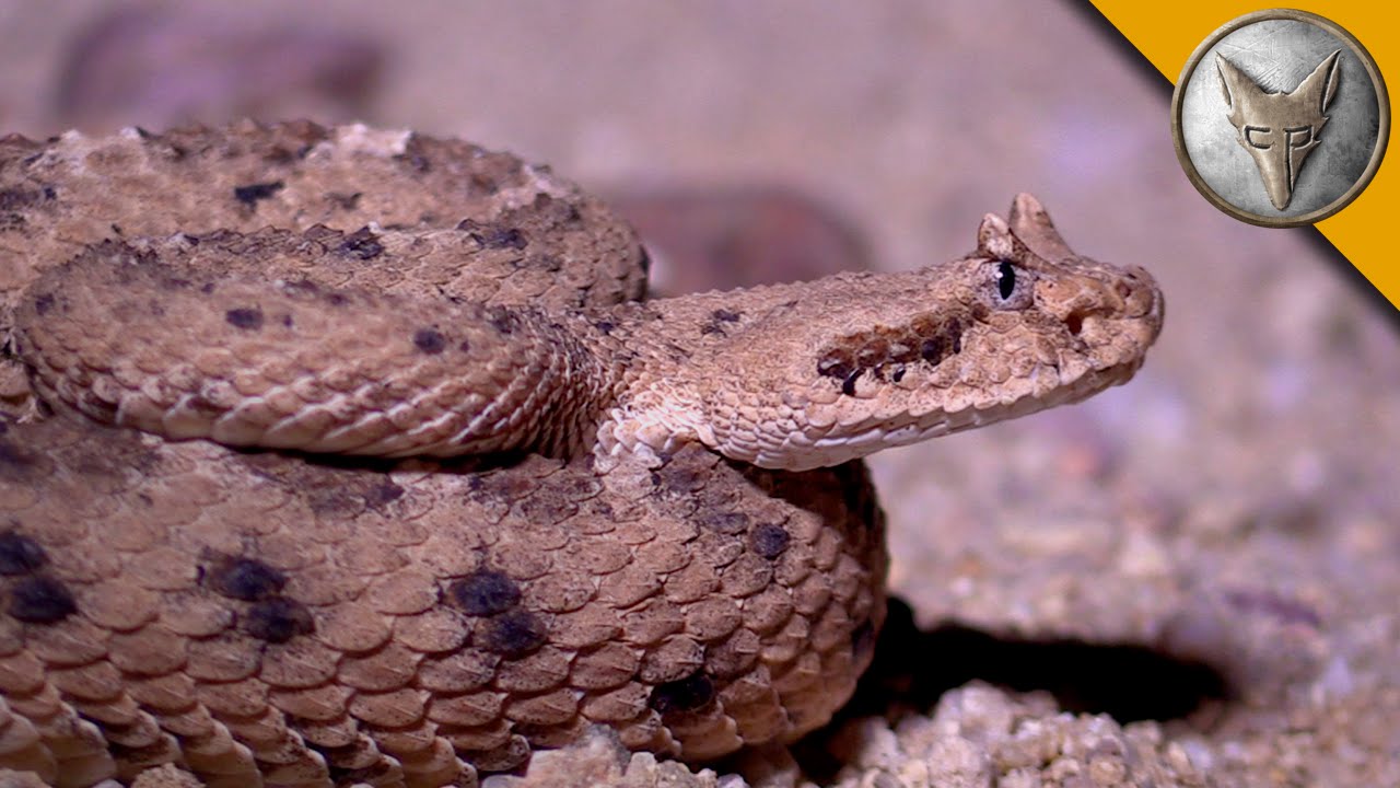 What Happens When You Explore the Desert at Night?