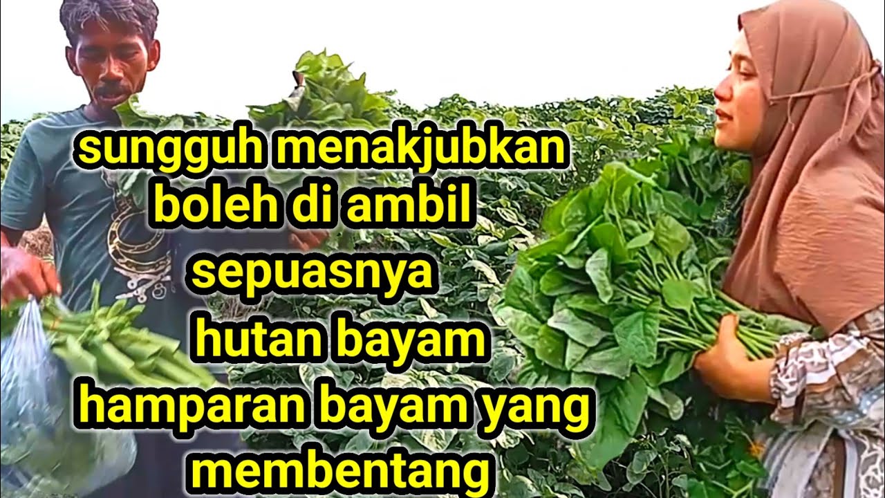 tumbuhan sayur ciptaan Allah bisa di ambil sepuasnya