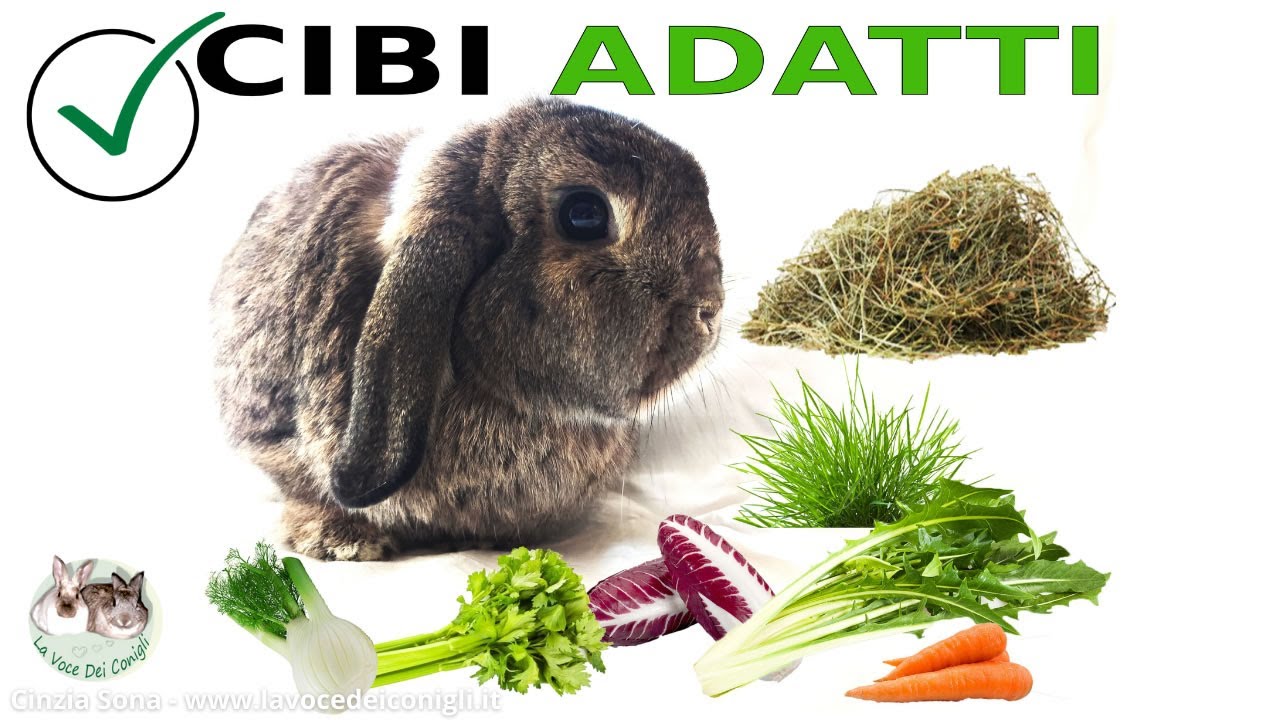 CIBI ADATTI al coniglio #alimentazione #ciboperconigli #coniglio