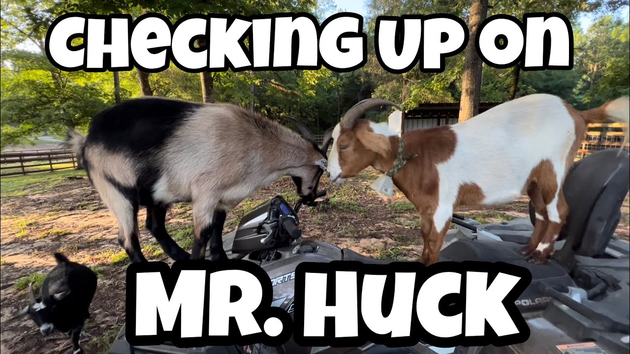 Question About Mr. Huck