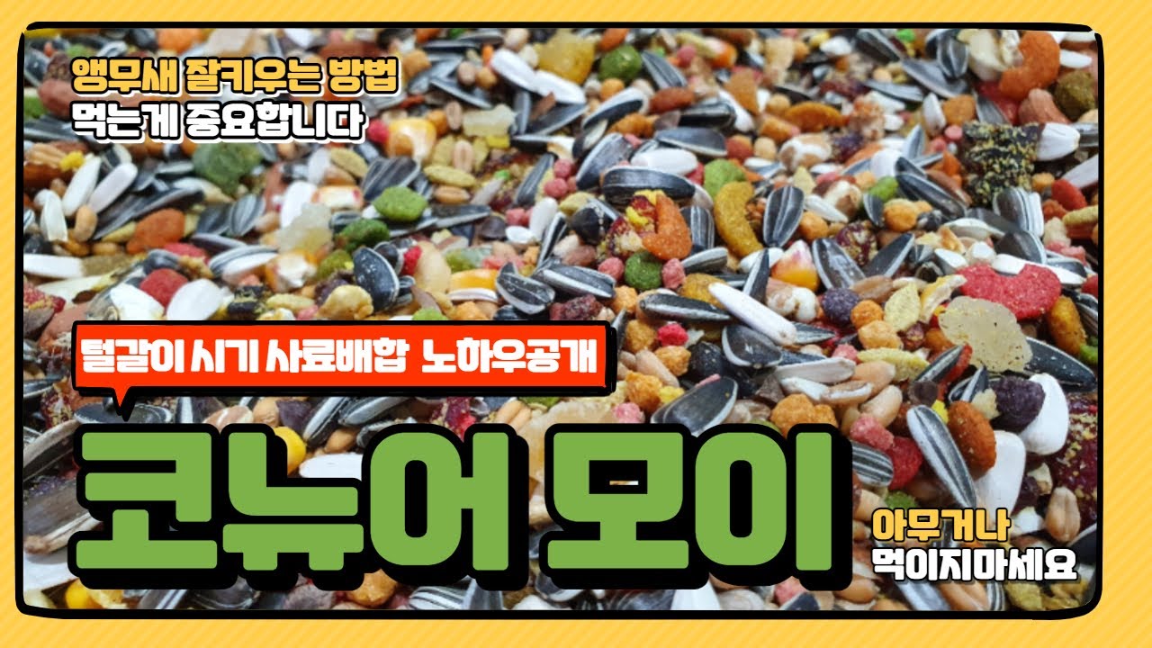 [대구앵무새농장] 코뉴어에게 적합한 앵무새사료배합하는 방법