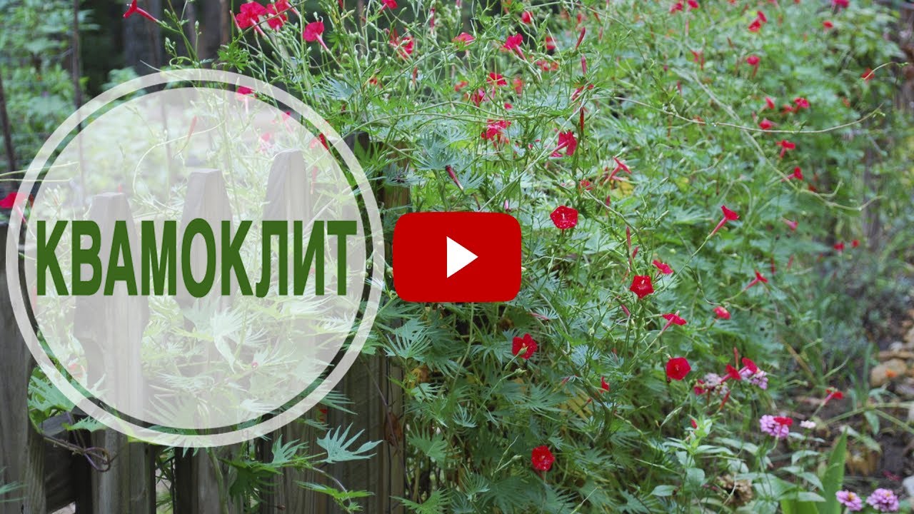 Какие лианы можно выращивать в средней полосе? 🌺  вертикальное озеленение