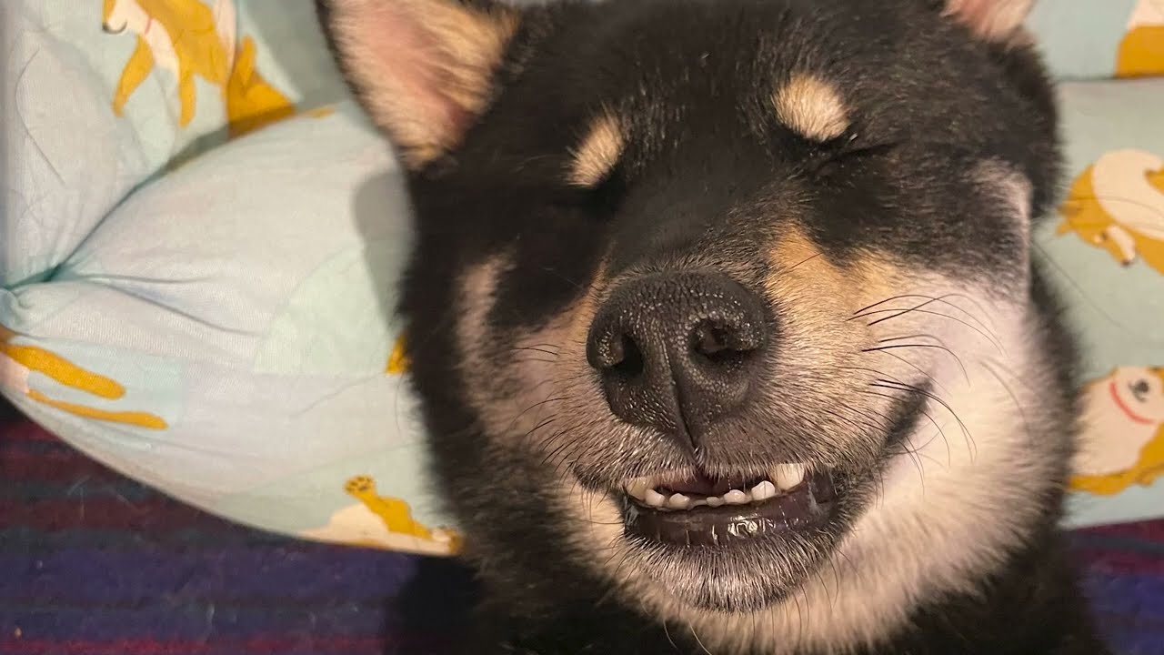 はいよ　アロマルさん　どうぞ　黒柴マメッシと過ごす癒しBGM｜店舗用