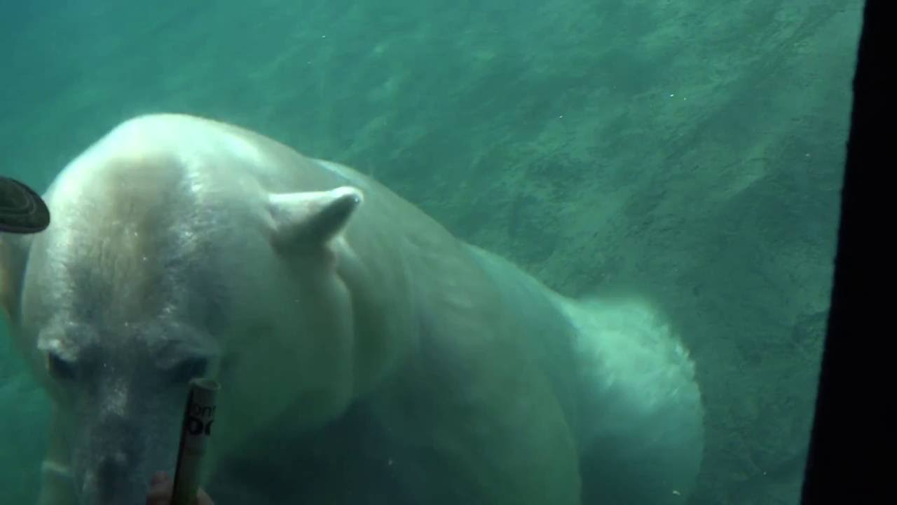 🍁 Polar Bear 🐻 at the Toronto ZOO funny video on kids channel Play Tube TV