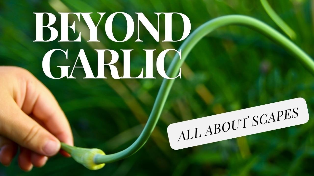 Garlic Scapes - When to harvest & Why it matters!