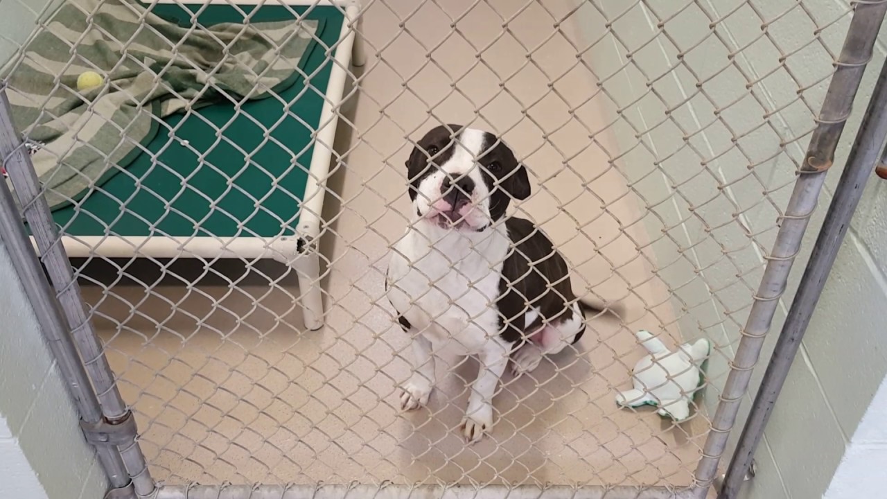 Dog adoption room walk thru 2-5-17