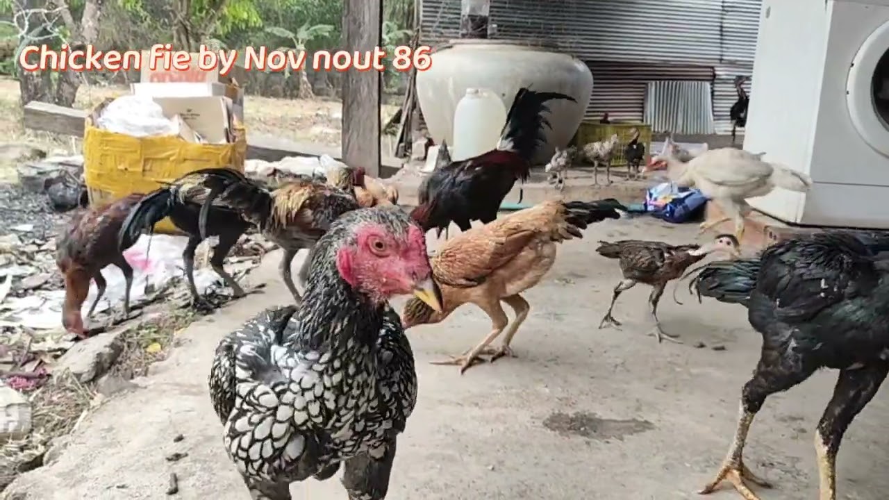 Watch These Chickens Enjoy Their Feast. Chicken fie by Nov nout 86