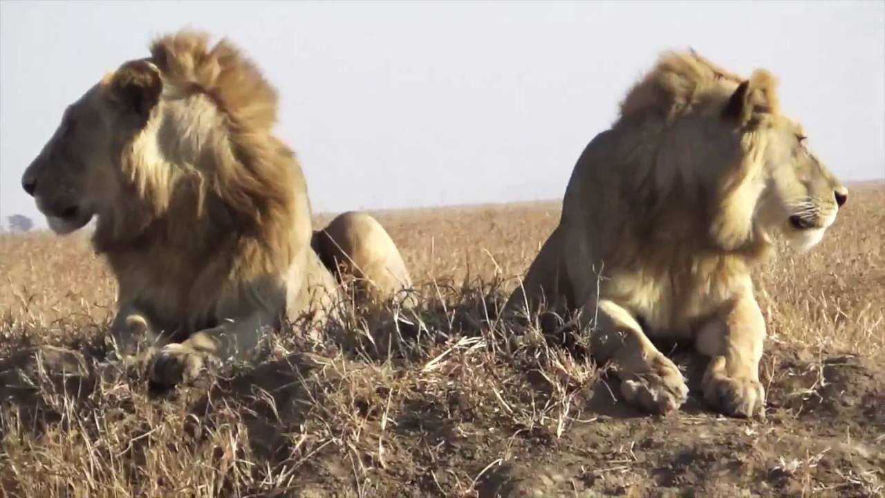 Tanzania Safari  - Waka Waka Music Video