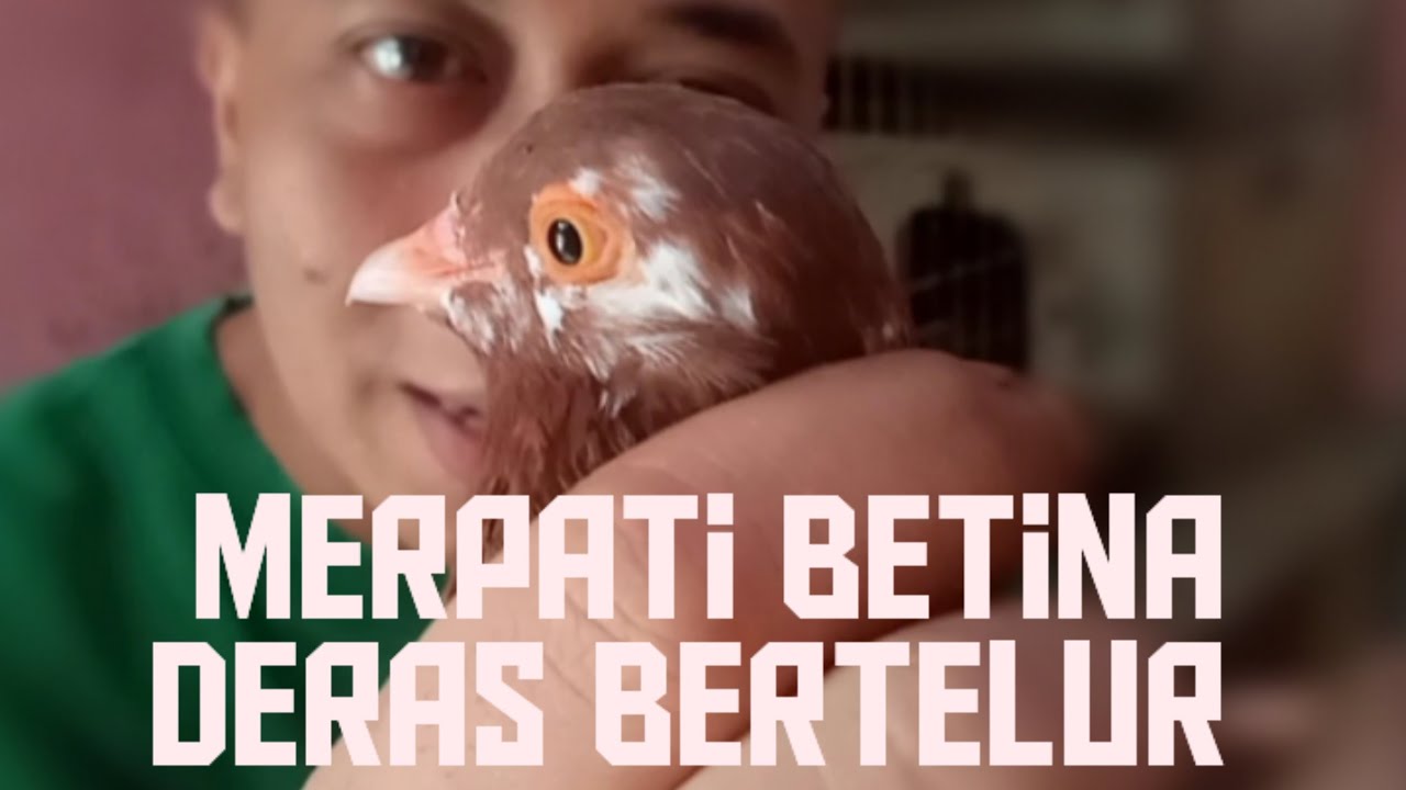 Cara memilih merpati betina deras bertelur 