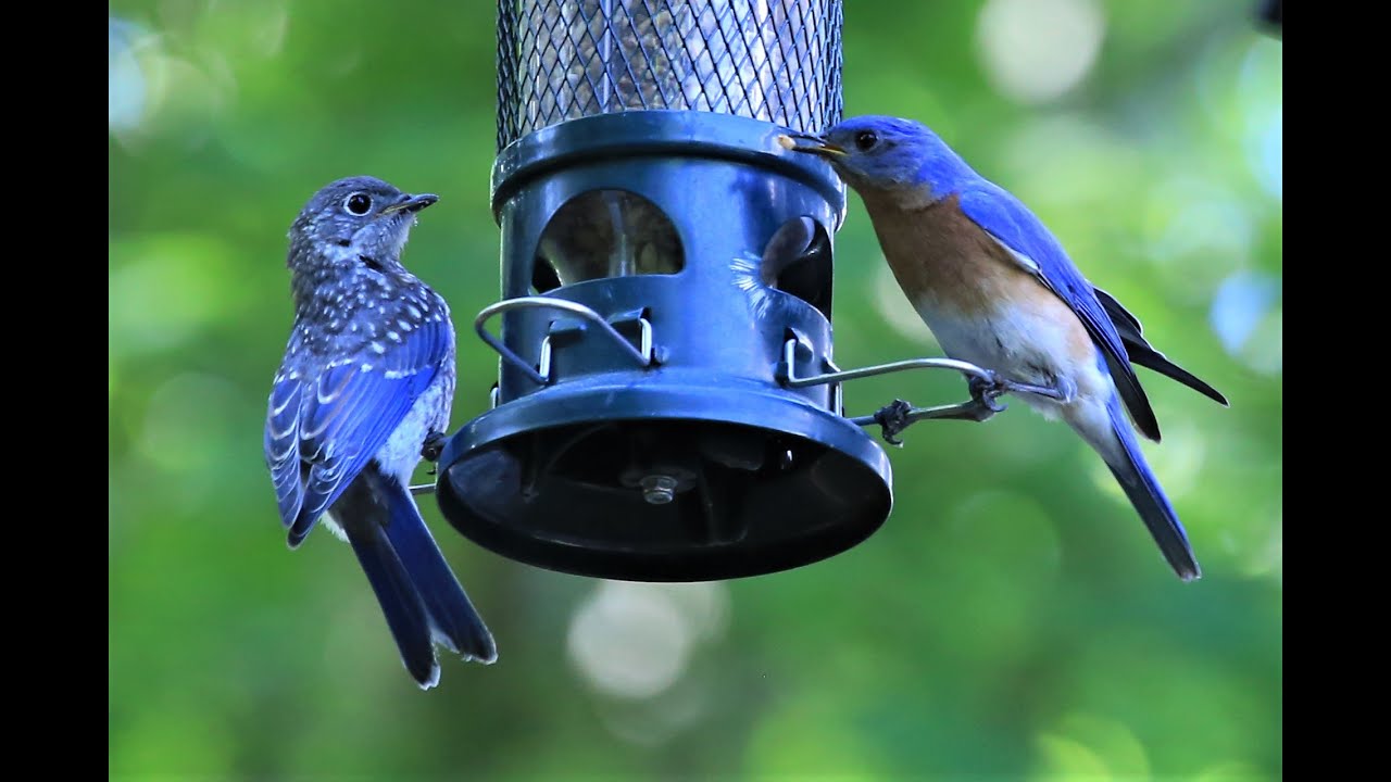 Dad Bluebird feeds one of his chicks