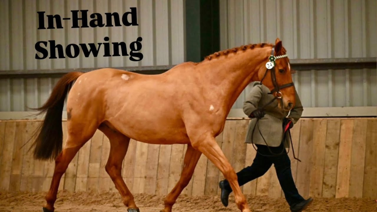 IN HAND SHOWING // VHS QUALIFIER // VETERAN HORSE // LOOSECANONJACK