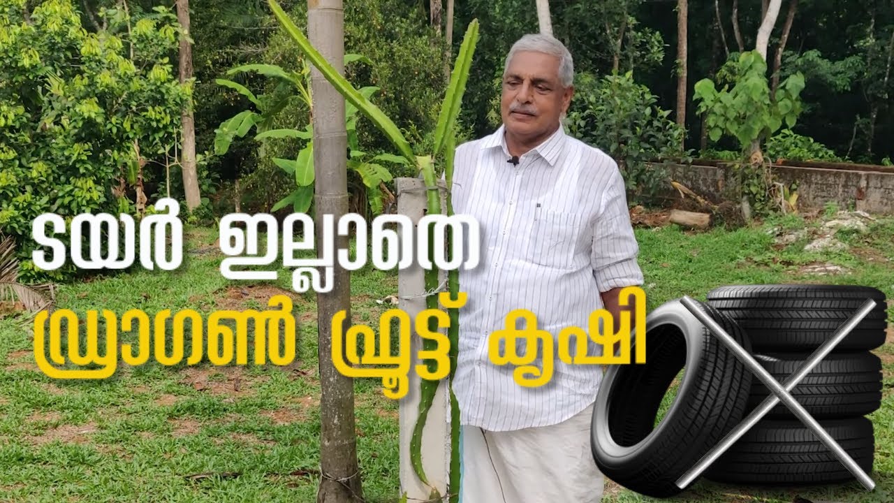 ടയറും കമ്പിയുമില്ലാതെ ഡ്രാഗൺ ഫ്രൂട്ട് കൃഷി | Dragon fruit farming part 3 | #dragonfruit #malayalam
