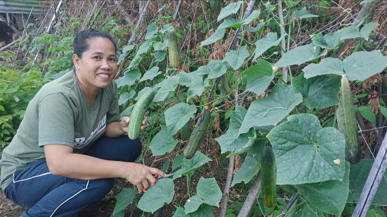 Unang Harvest ng Cucumber sa Munting Hardin