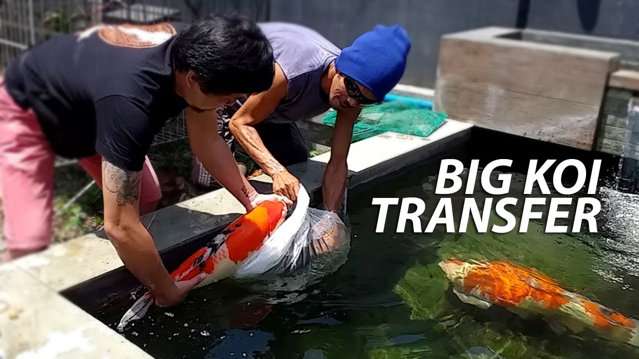 Big Koi Transfer