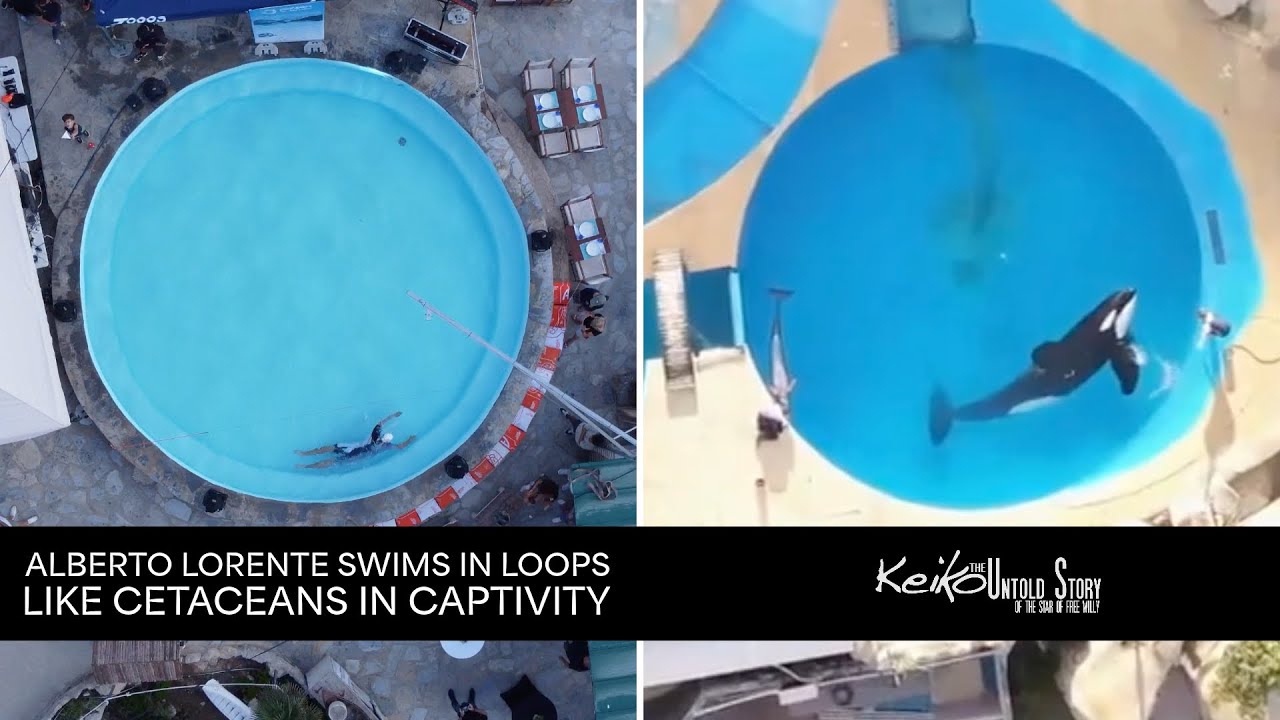 Alberto Lorente swims in loops like cetaceans in captivity