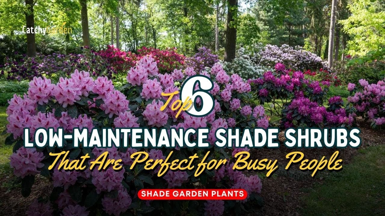 Top 6 Low-Maintenance Shade Shrubs That Are Perfect for Busy People 🌷🍃🌹 // Gardening Ideas