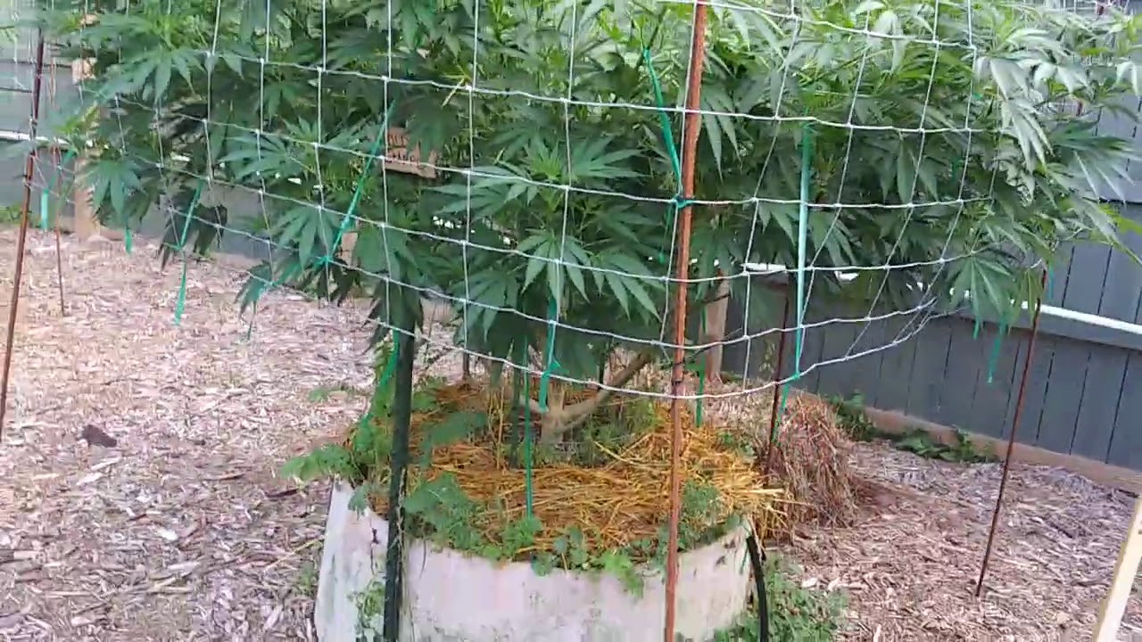 2020 Outdoor Cannabis Grow 7/22 Update Walkthrough