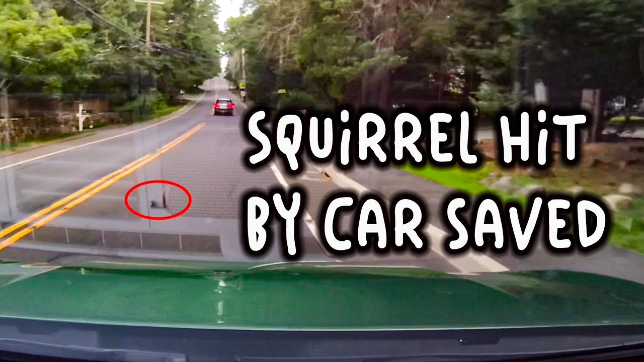 Squirrel hit by car - happy ending!