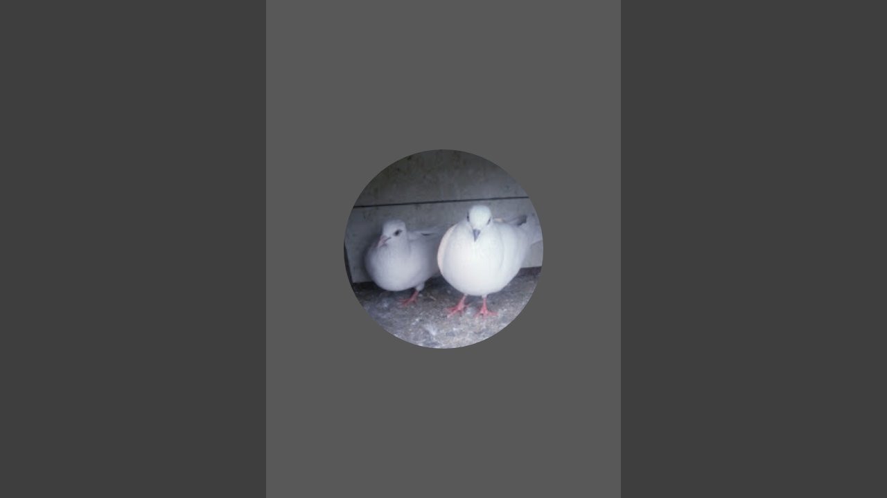 Pigeon king  is live