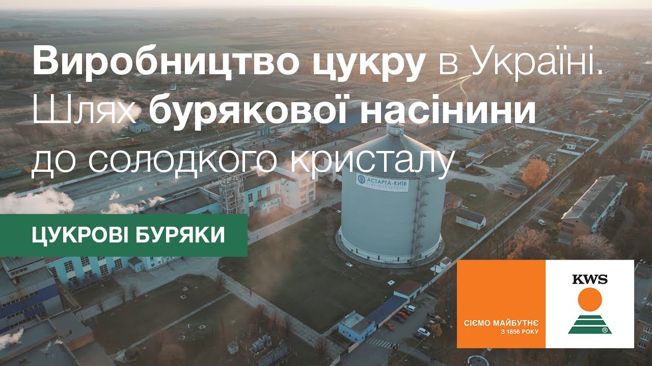Виробництво цукру в Україні. Шлях бурякової насінини до солодкого кристалу | Цукрові буряки KWS