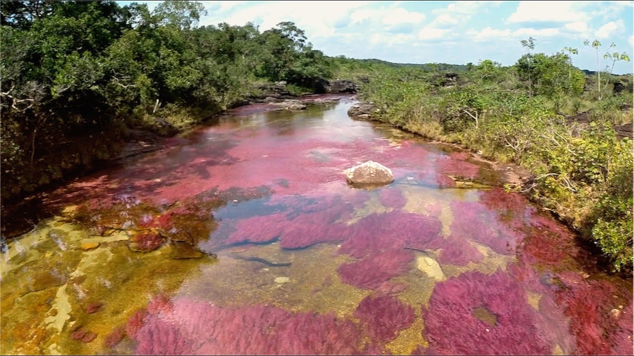 Cano Cristales Rio el mas hermoso del planeta - Sierra la Macarena Colombia desde el Aire con Drone