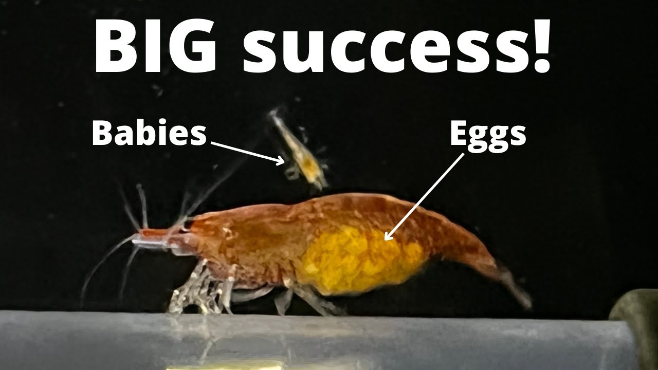 Shrimplets everywhere! Neocaridina shrimp breeding tank update