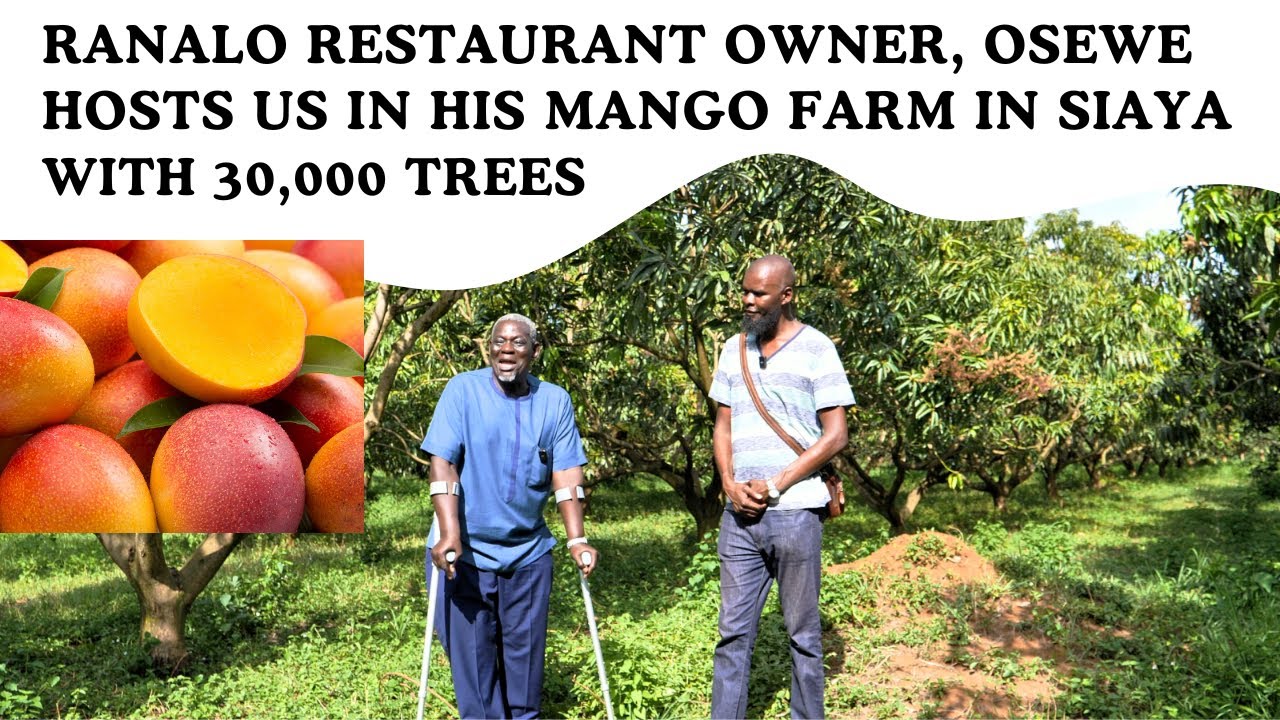 OSEWE Ranalo's ORGANIC FARM in Siaya County 30,000 MANGO TREES