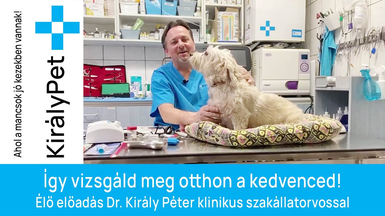 Így vizsgáld meg otthon a kedvenced! Élő előadás Dr. Király Péter klinikus szakállatorvossal
