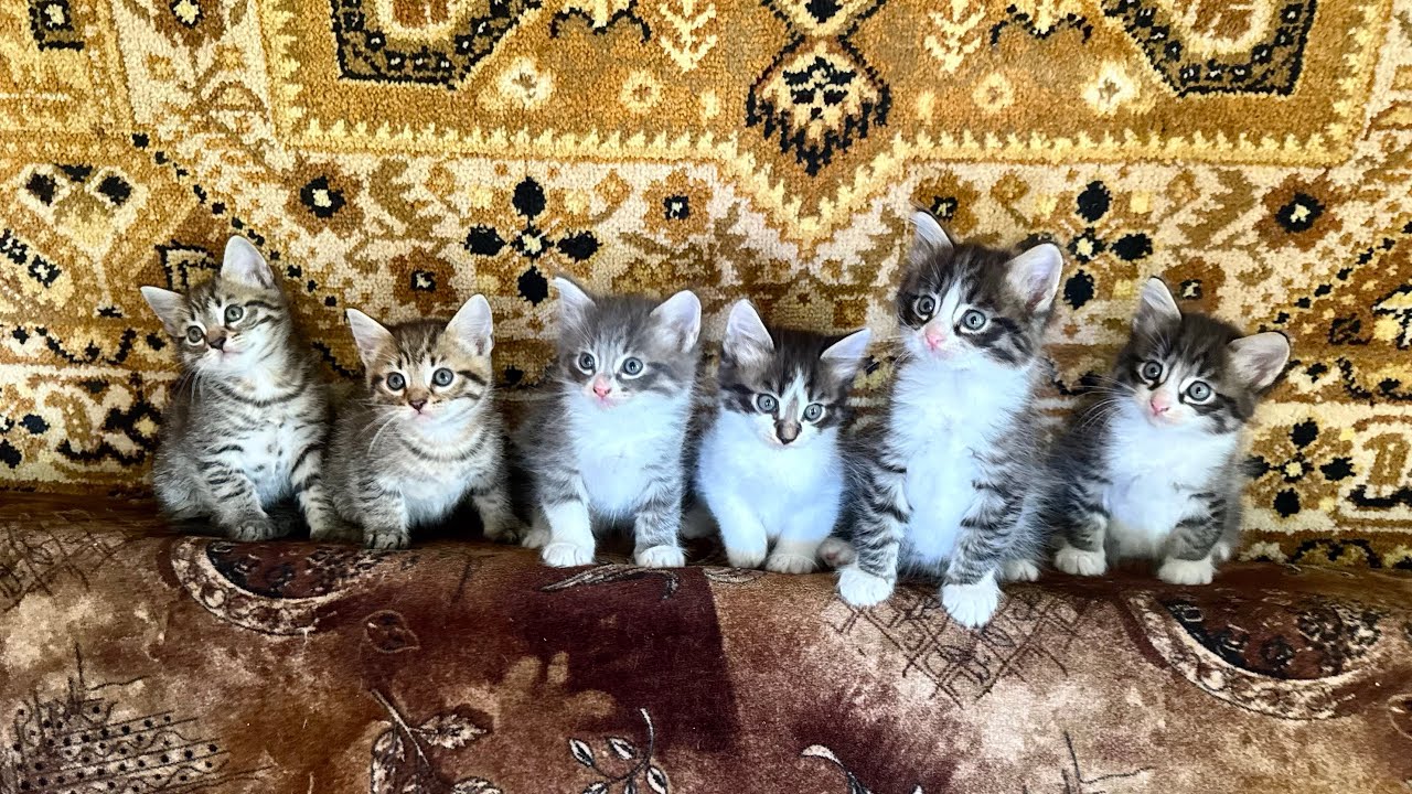 Кошка Тиграша, Котята, Ворона, Майский Жук, Грибы, Деревня. Беларусь (Март-Октябрь 2025)
