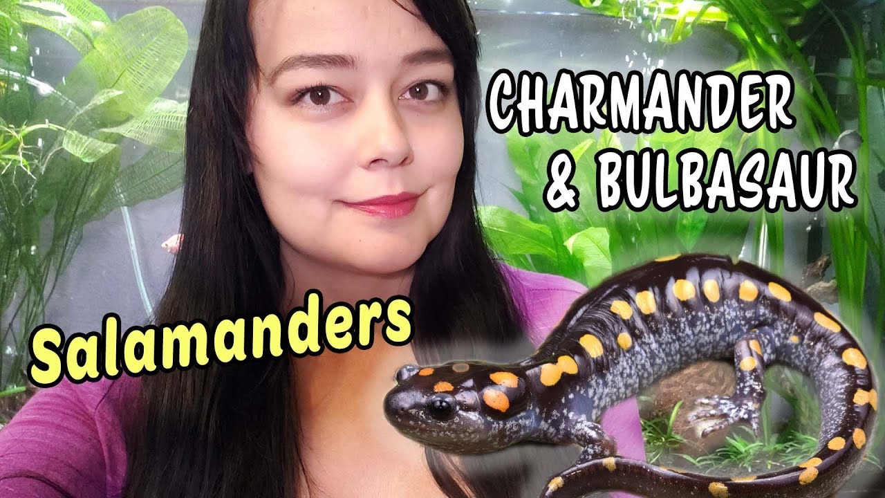 Caring for My Salamanders | Marbled & Spotted
