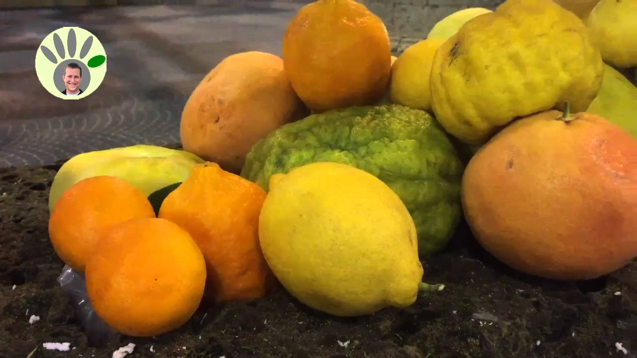 Zitrus - Sorten und Pr&auml;sentation (Mandarine, Zitrone, Apfelsine, Clementine, Pomelo)