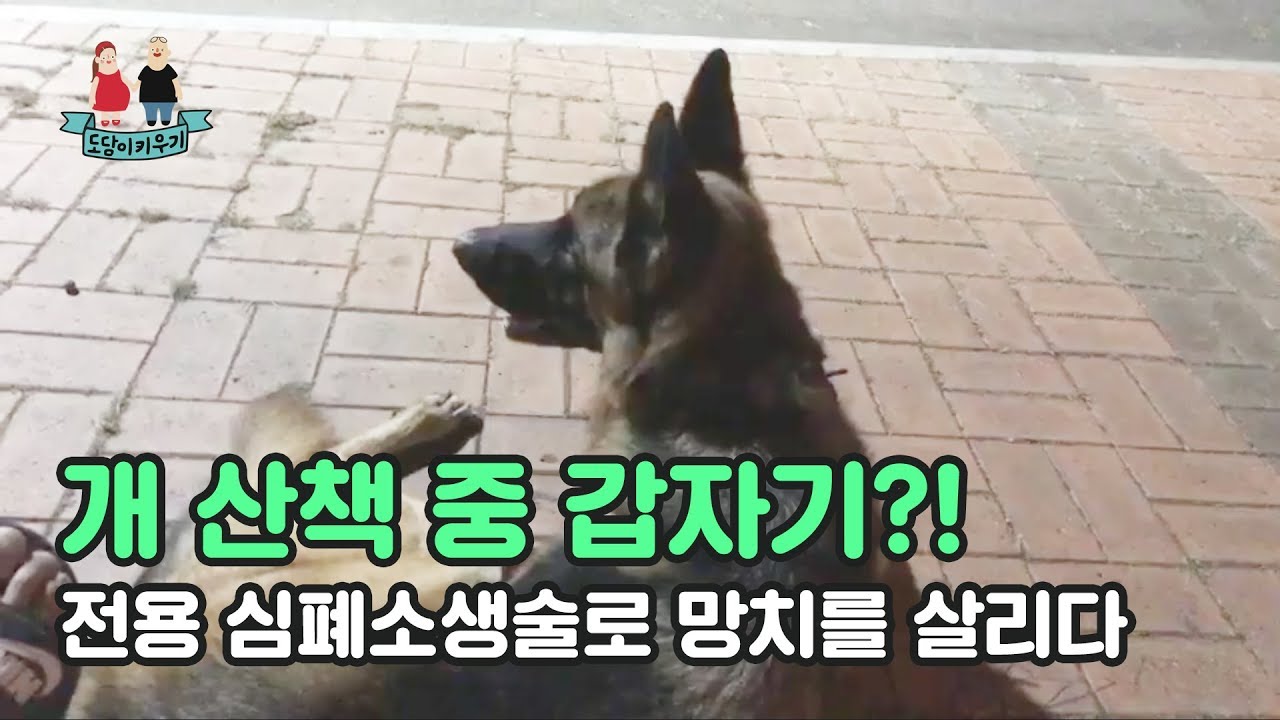 개 산책 중 갑자기?! 내 손으로 망치를 살리다! 대형견 / 육아 / 일상 / 부부