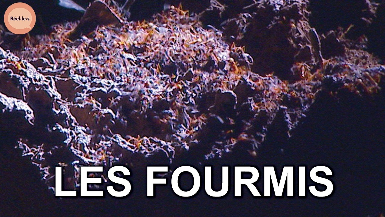 Bienvenue dans le monde des fourmis | Réel·le·s