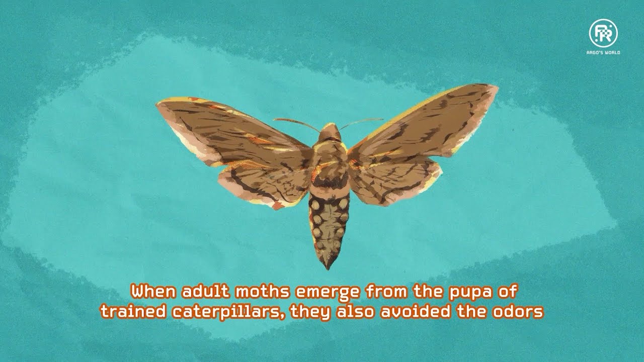 The Life Cycle of Moths and Butterflies - Argo's World | STEM for Kids and Teens (Science)