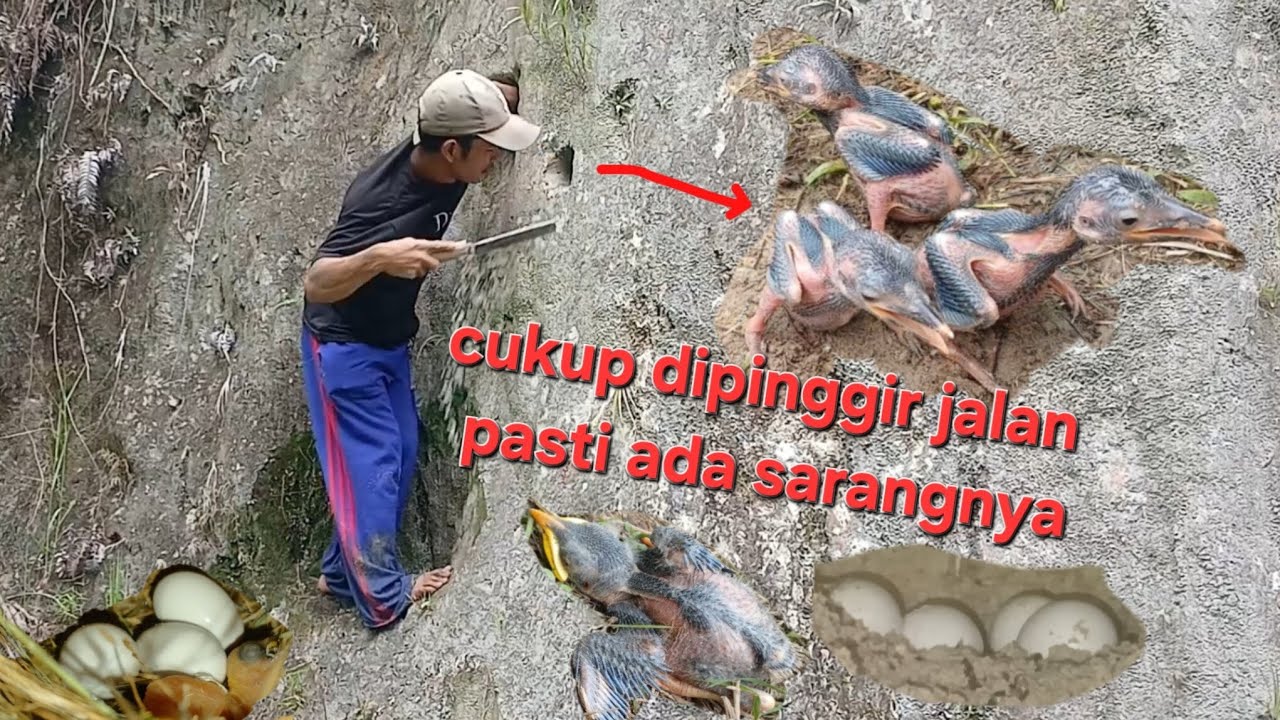 Dipinggir jalan aja nyarinya pasti ketemu sarangnya || jalakkebo,tengkek,emprit