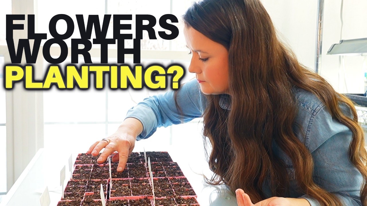 Starting Flower Seeds: Creating a Garden That Sparkles Pansies, Violas, Petunias, Hollyhock, Daisys