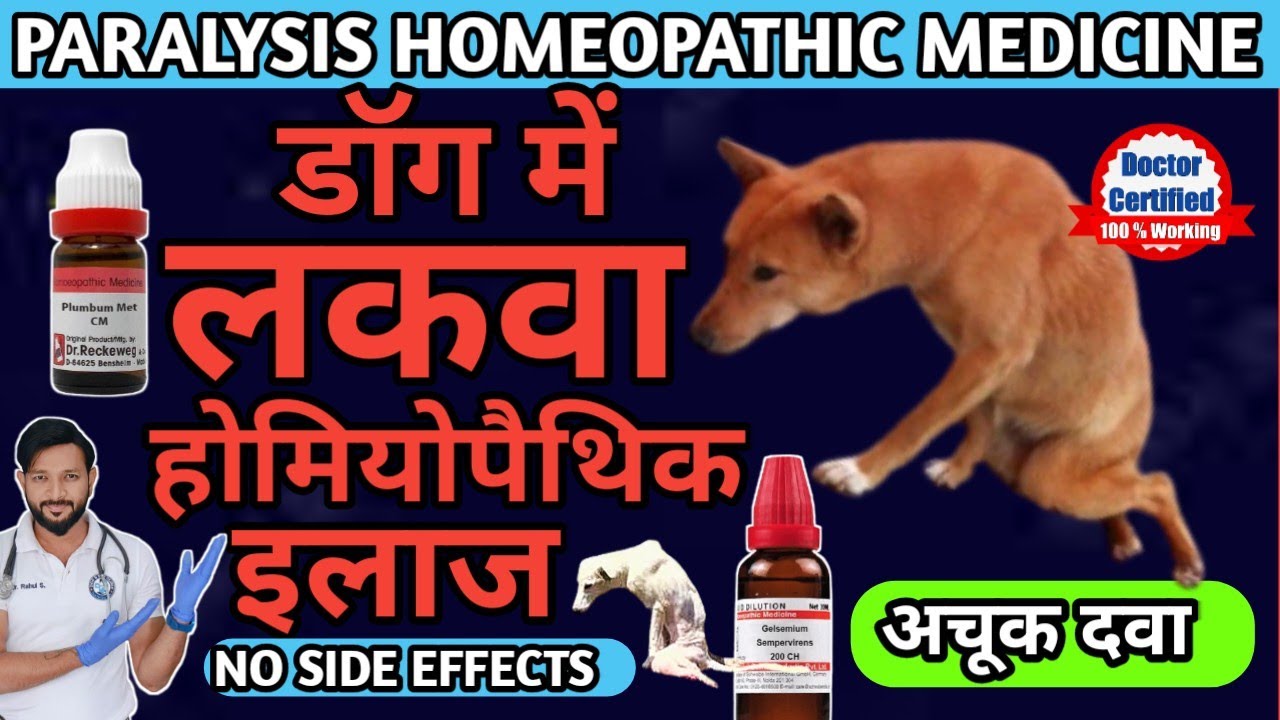 Paralysis In dogs Homeopathic Treatment | डॉग के लकवे का घरेलू होम्योपैथिक इलाज | Front Back | Legs