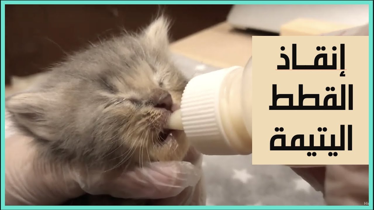 دليلك للعناية بالقطط اليتيمة Taking Care of Orphan Kittens