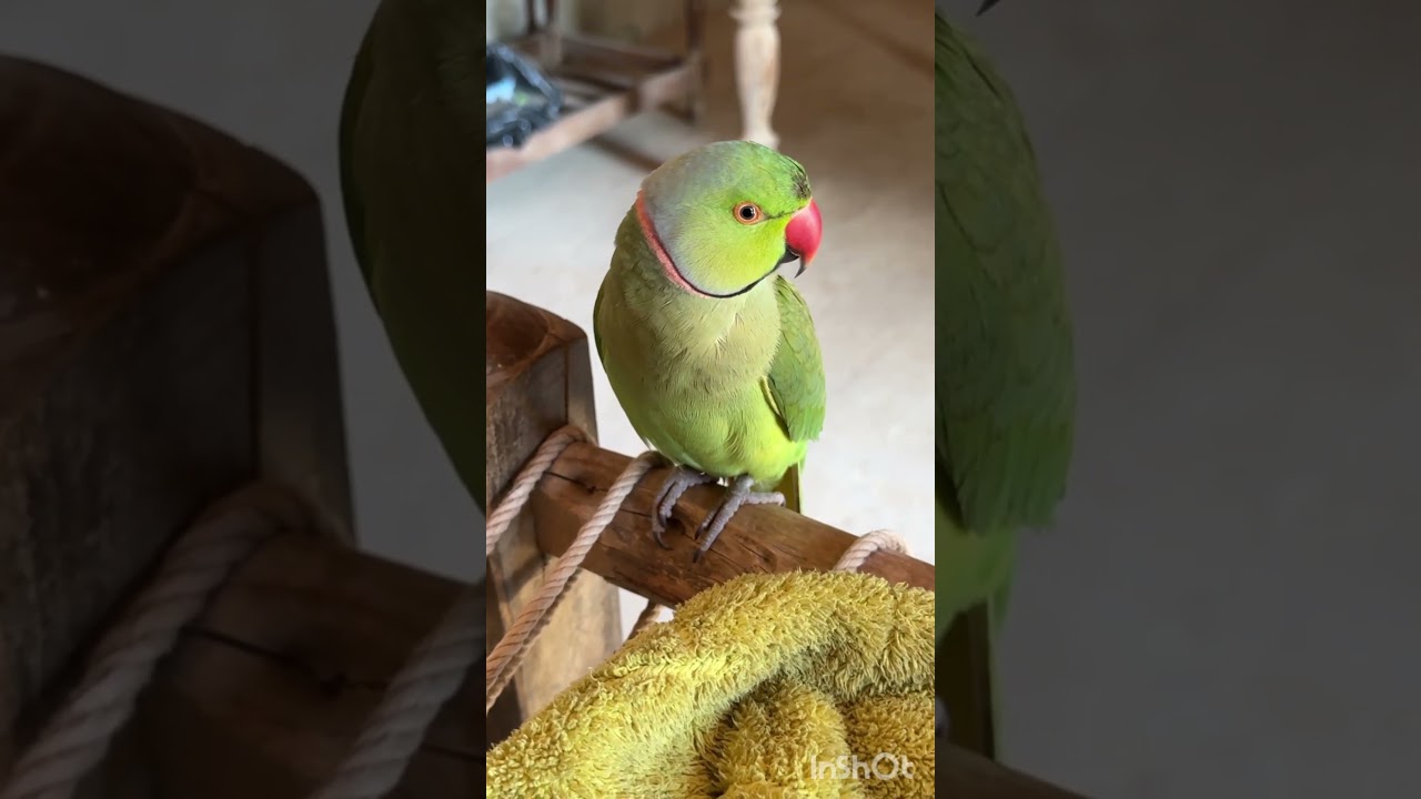 sweetest voice of my cute ringneck green parrot #talkingparot #cutepetbird #sweetvoice #cuteparrot